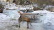 Un chasseur découvre un renard piégé par la glace dans les eaux du Danube