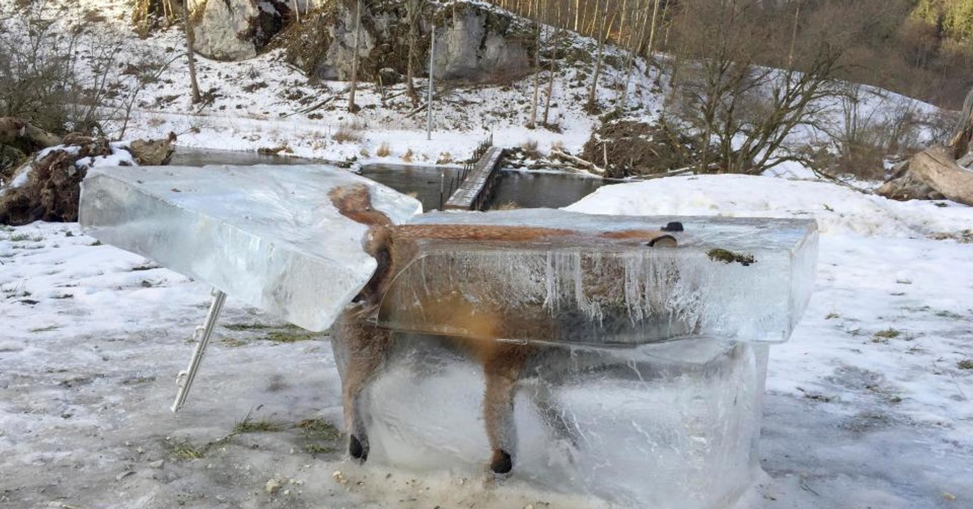 Un chasseur découvre un renard piégé par la glace dans les eaux du Danube