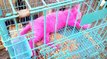 Un homme découvre ce chaton rose enfermé dans une cage en plein soleil