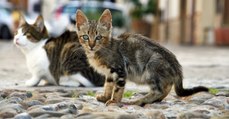 D'ici 2020, l'Australie s'apprête à tuer près de 2 millions de chats sauvages