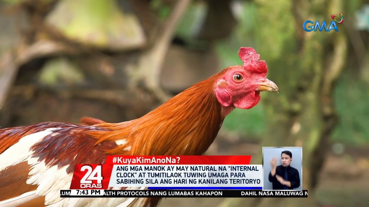 Ang mga manok ay may natural na "internal clock" at tumitilaok tuwing umaga para sabihing sila ang hari ng kanilang teritoryo | 24 Oras