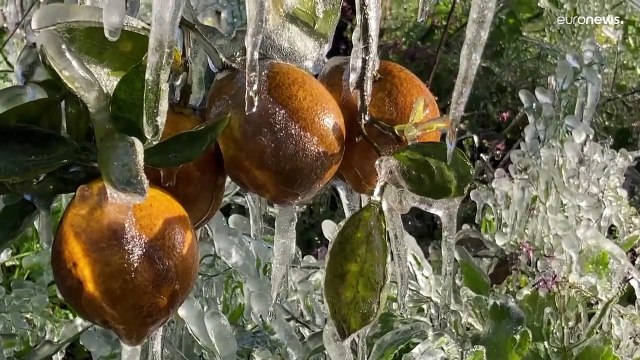 فواكه متجمدة فوق الأشجار فى فلوريدا بسبب أبرد شتاء يضرب الولاية