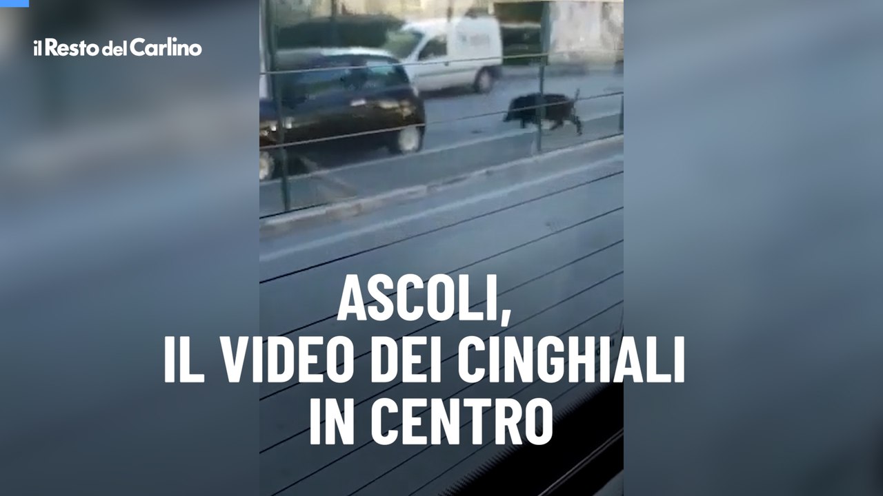 Ascoli, il video dei cinghiali in centro