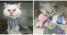 Une femme adopte un chat malade destiné à mourir euthanasié en refuge