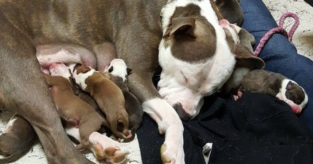 Une chienne enceinte confie ses 11 bébés à la femme qui l'a recueillie