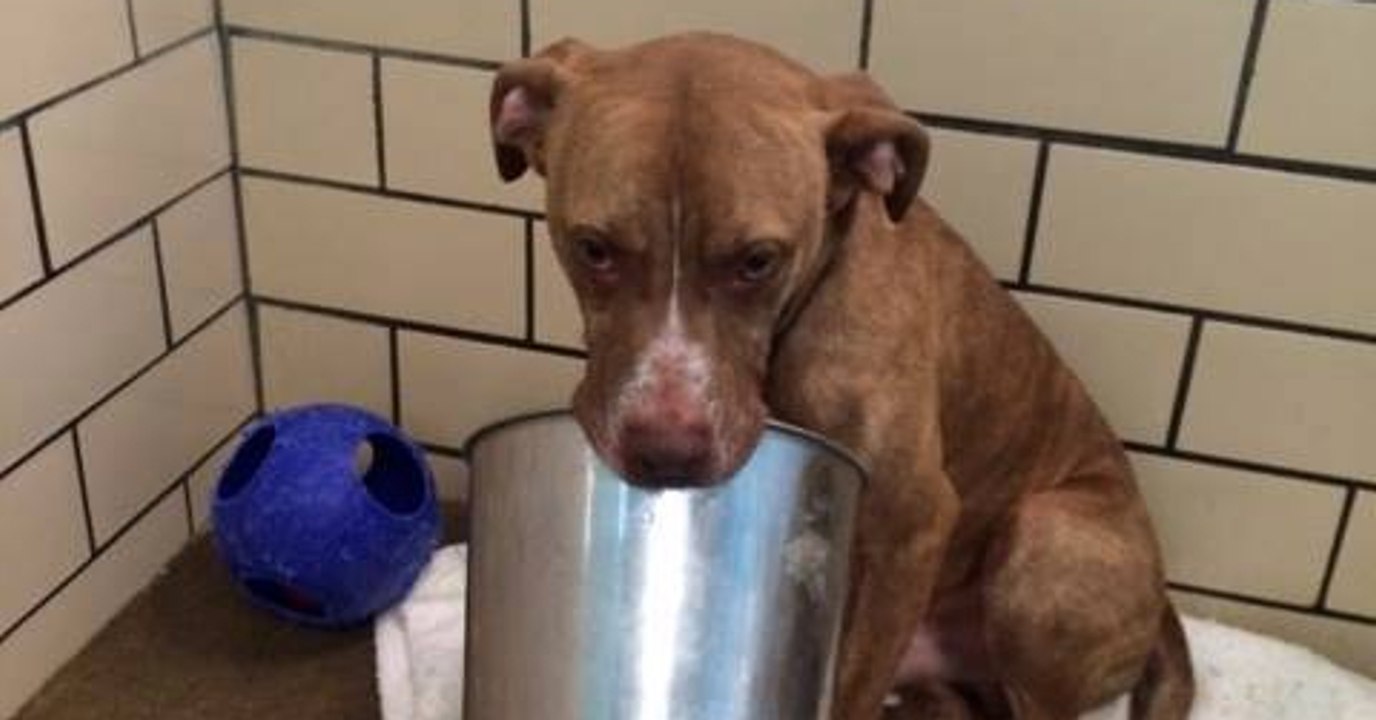 Accroché à son seau pour seul ami, ce chien attend d'être adopté au refuge