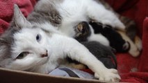 Une chatte abandonnée avec ses petits adopte un autre chaton orphelin