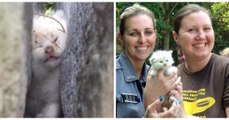 Les pompiers sauvent un chaton coincé entre 2 blocs de pierre dans un jardin