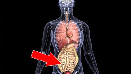 Mésentère : le corps humain serait doté d'un nouvel organe !