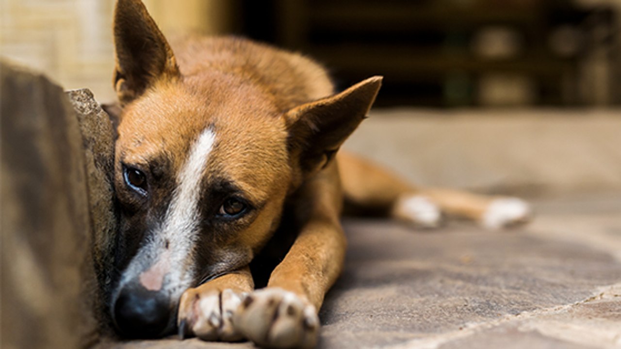 Haute-Saône : Une soixantaine d'animaux maltraités saisis par la SPA