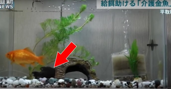 Il filme son poisson rouge en train d'aider son ami à nager dans l'aquarium