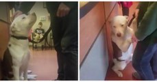 1 an après son adoption, ils ramènent leur chien au refuge où ils l'ont trouvé
