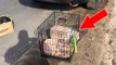 Des policiers découvrent un chien abandonné et enfermé dans une cage avec ses jouets