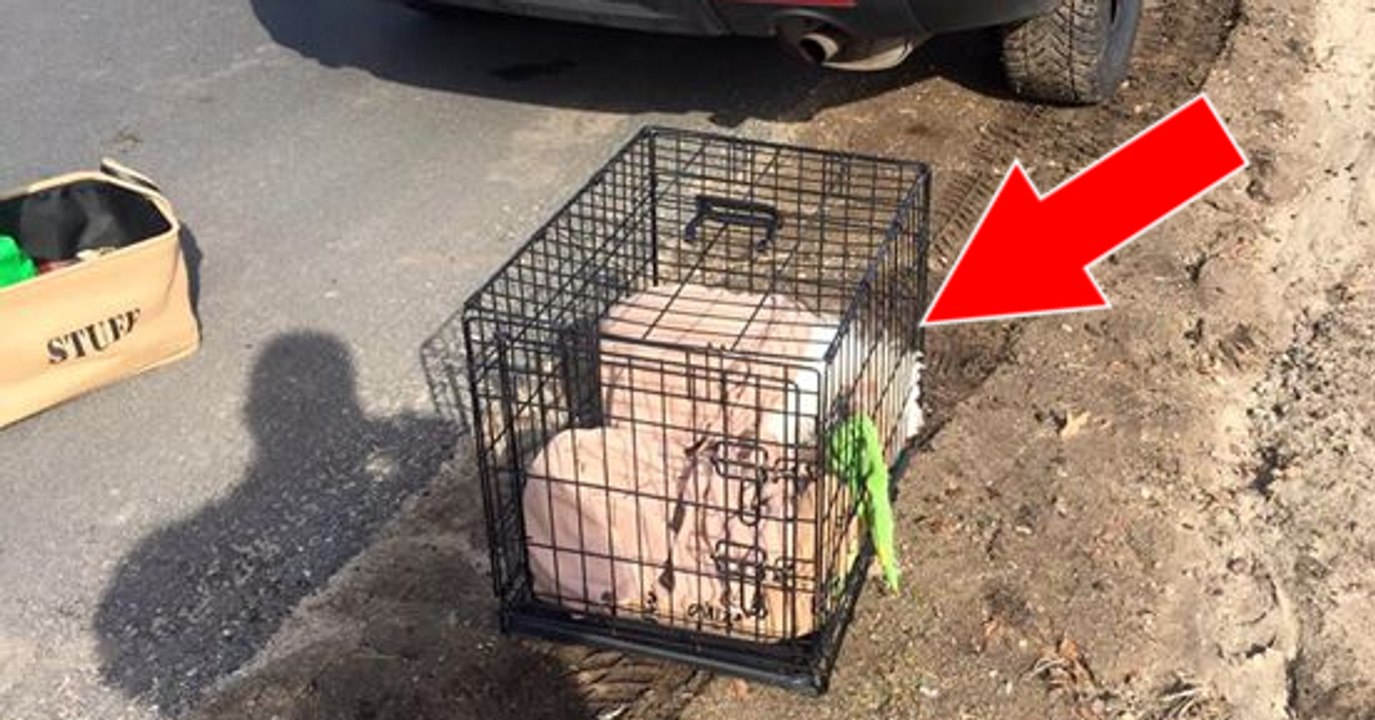 Des policiers découvrent un chien abandonné et enfermé dans une cage avec ses jouets