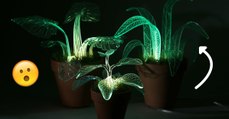 Ces plantes lumineuses sont l'accessoire rêver pour une déco brillante !