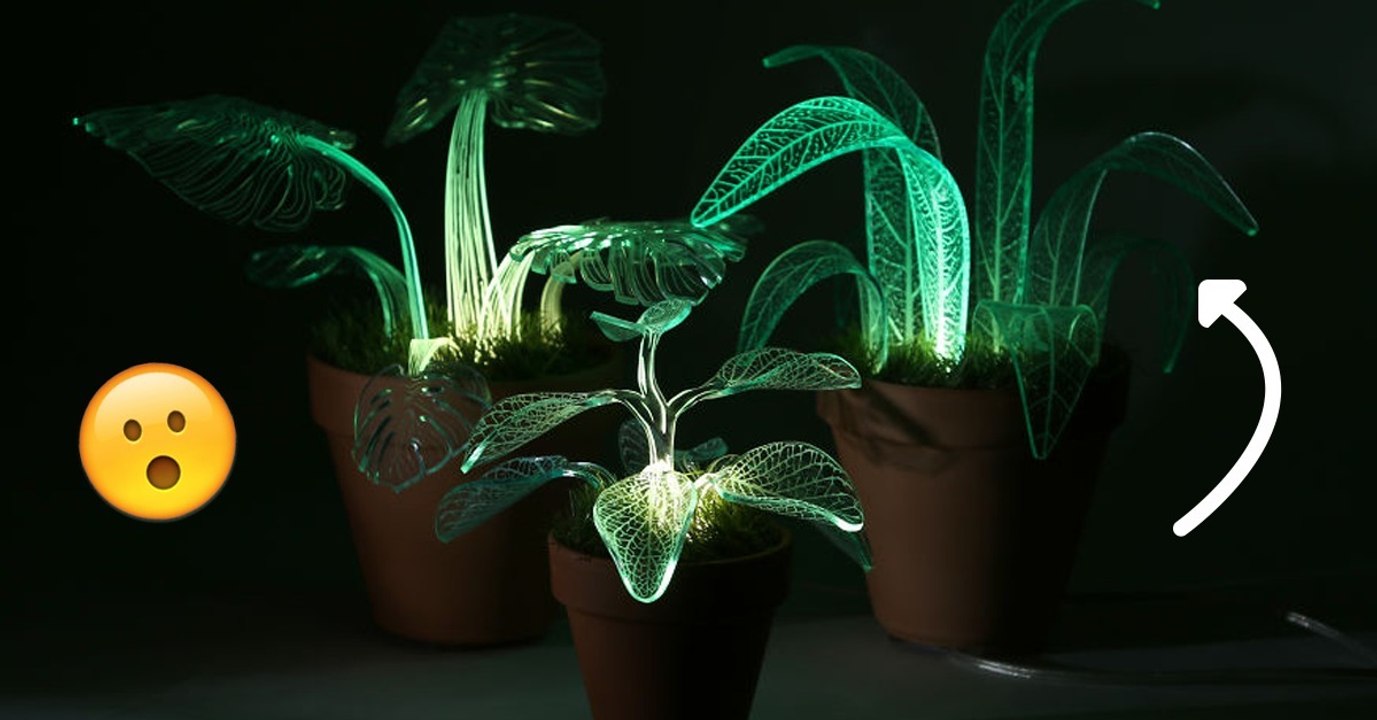Ces plantes lumineuses sont l'accessoire rêver pour une déco brillante !