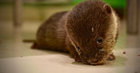 Un bébé loutre enlevé à sa mère était destiné à finir en animal de compagnie