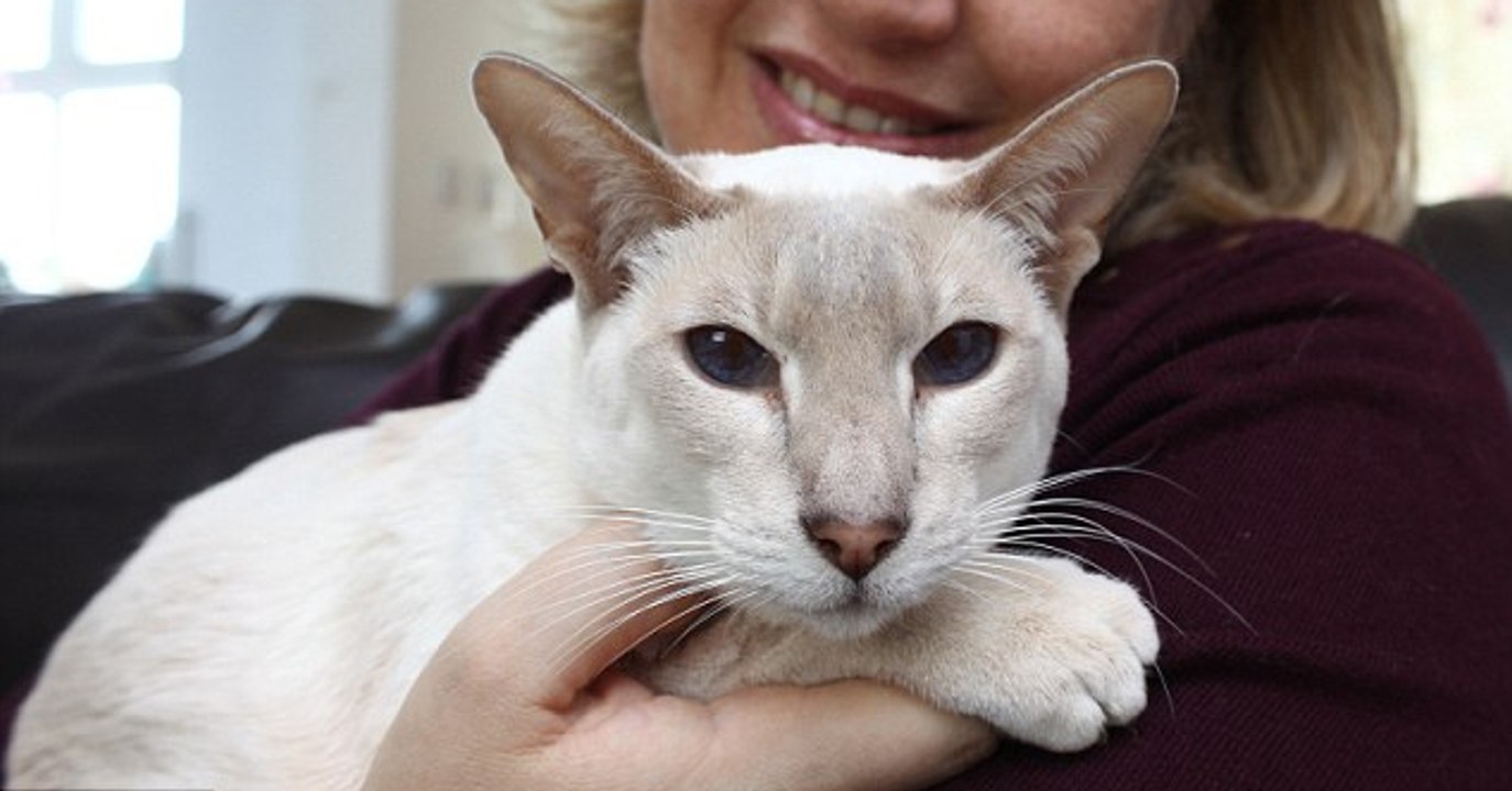 Angleterre : Une femme envoie son chat à 400km de son domicile dans un colis postal !