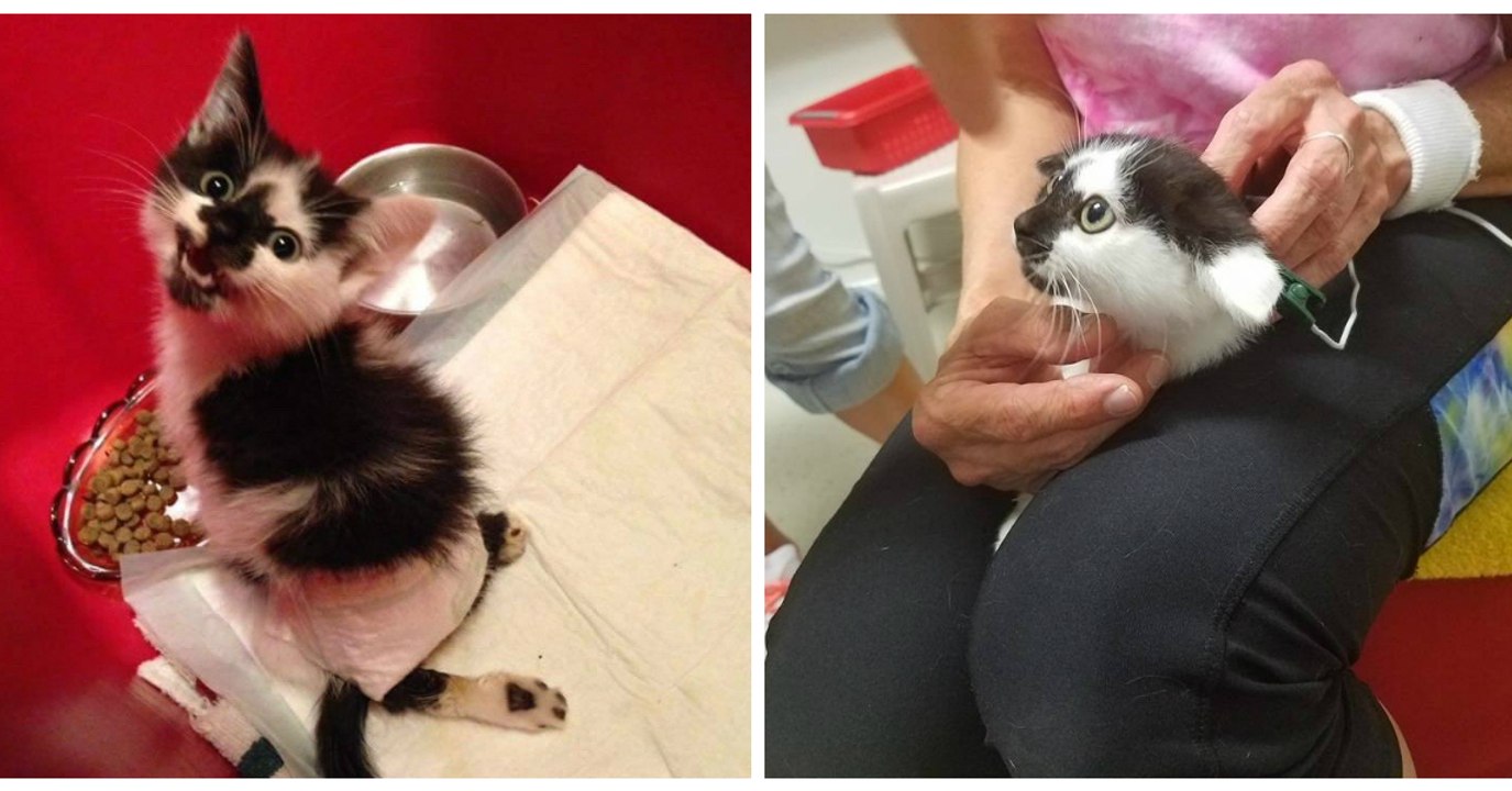 Un chaton paralysé découvre ses premières sensations dans ses pattes arrière