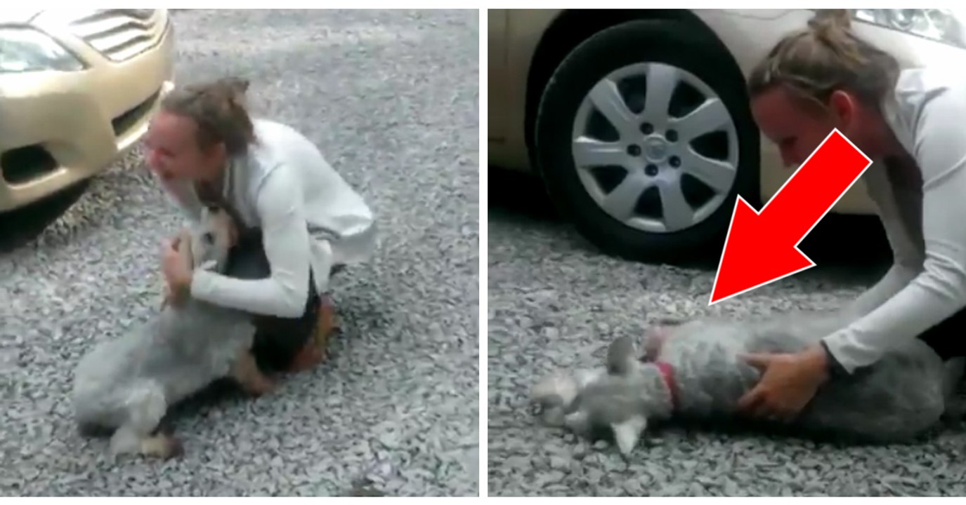 Retrouvailles renversantes entre un chien et sa maîtresse après 2 ans de séparation