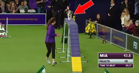 Westminster Dog  Show : Un petit Beagle fait sensation et devient la star du concours !