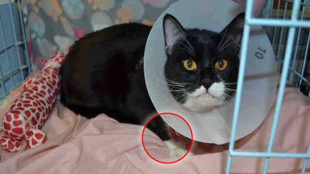 Une femme sauve un chat souffrant le martyre après avoir été dégriffé par ses maîtres