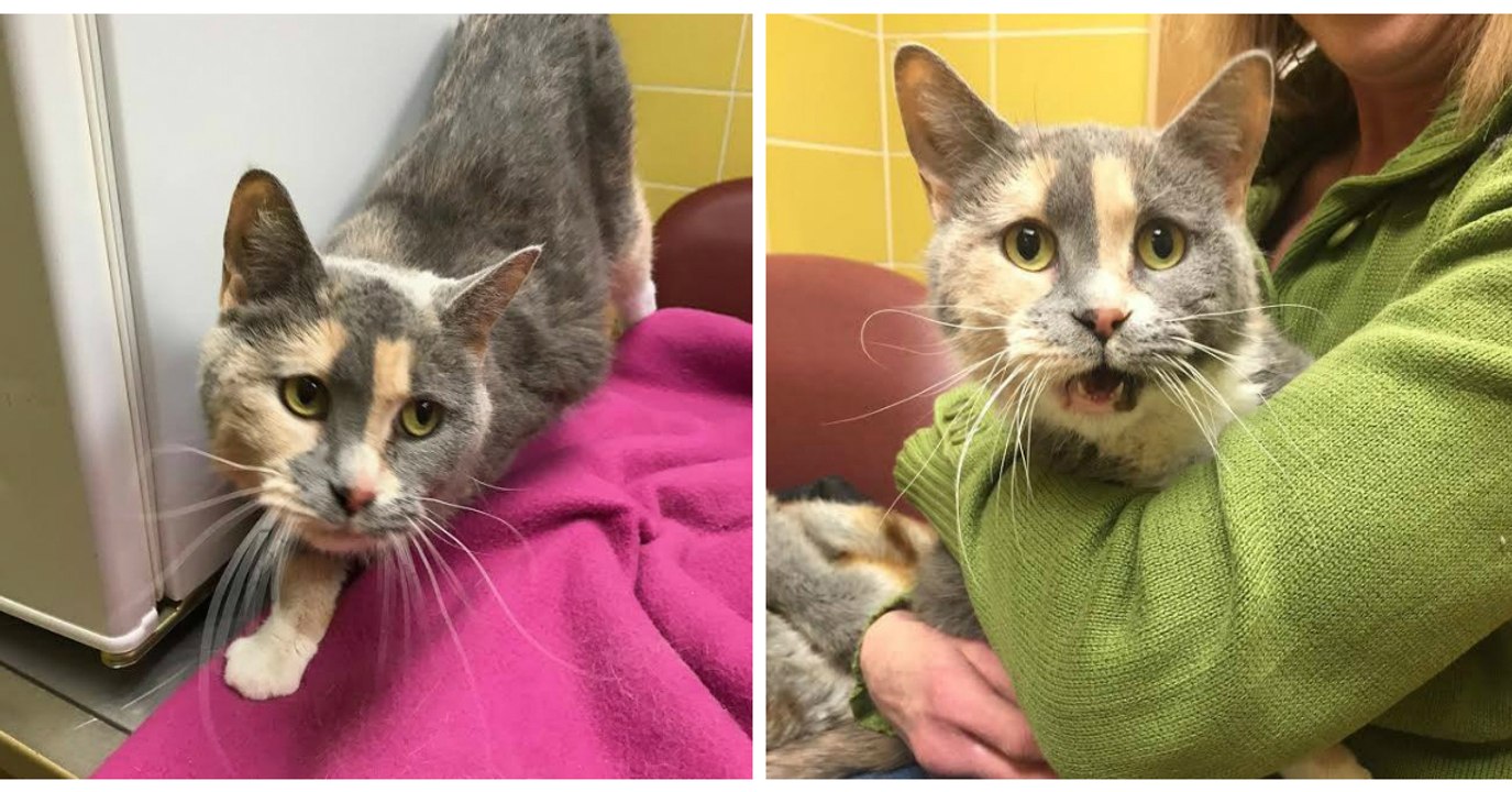 Cette chatte a été abandonnée soit-disant parce qu'elle ne savait pas se servir de sa litière...