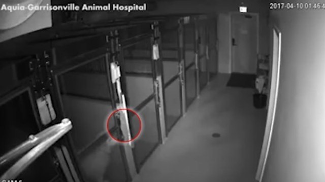 L'évasion incroyable d'un chien filmée par les caméras de surveillance