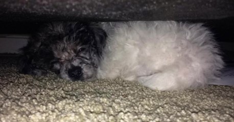Un éleveur se débarrasse d'un de ses chiot à cause d'une différence "inacceptable"