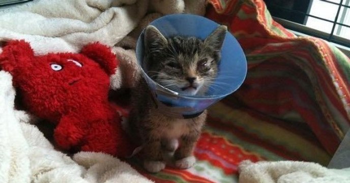 Ce chaton abandonné aux yeux fermés pleurait sous une voiture... jusqu'à l'arrivée de son sauveur !