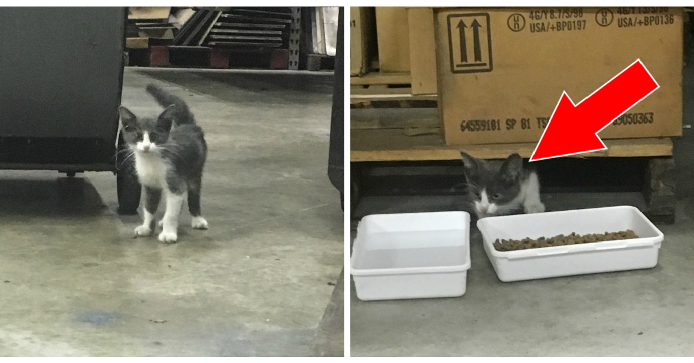 Un homme adopte un chaton abandonné qui pleurait dans un entrepôt