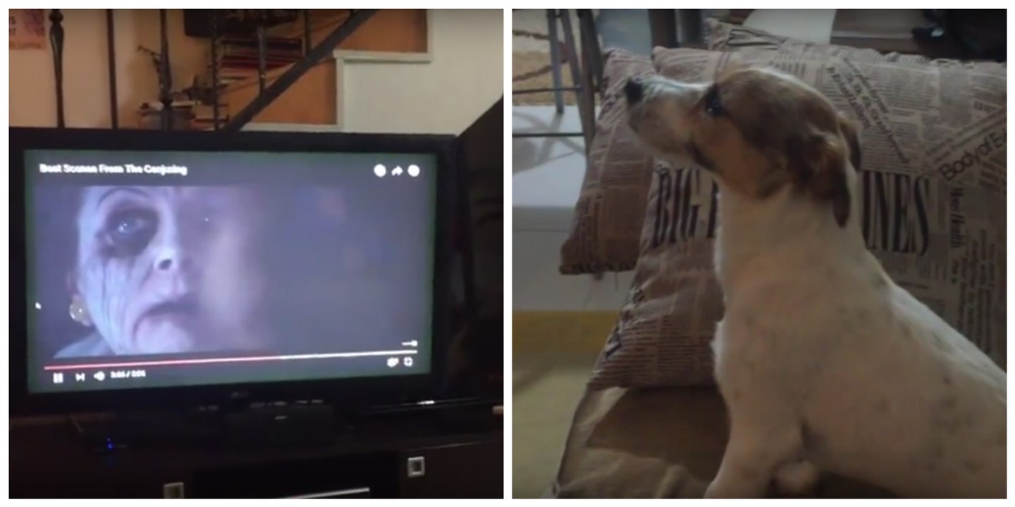 Assis devant la télé sur le canapé, ce chien court se cacher sous l'oreiller en voyant cette scène de film d'horreur