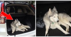Ce chien refuse de descendre du coffre de la voiture, et il le fait bien savoir à sa maîtresse !