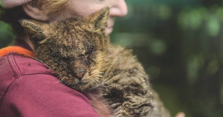 Personne ne voulait s'approcher de ce chat malade aux yeux fermés. Jusqu'à l'arrivée de cette femme...