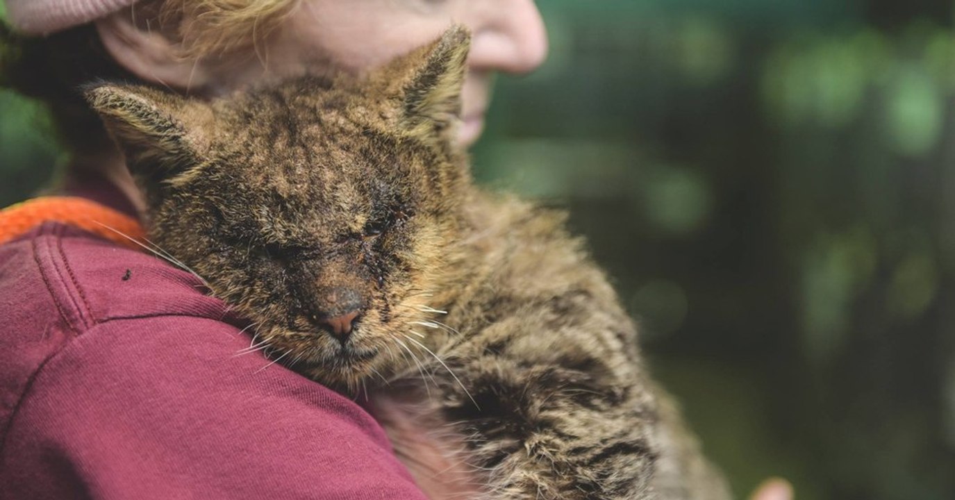 Personne ne voulait s'approcher de ce chat malade aux yeux fermés. Jusqu'à l'arrivée de cette femme...