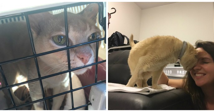 Une femme adopte un vieux chat abandonné dans un refuge, et celui-ci ne veut plus dormir sans sa sauveuse !