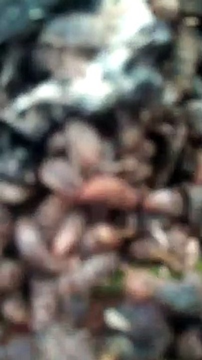 LARVA MAGGOT di kegiatan ISTANA MAGGOT Dukuhdempok Wuluhan Jember