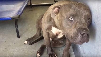 Abandonné pour cause d'agressivité, ce Pitbull découvre l'amour pour la première fois dans un refuge