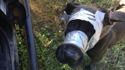 Ils sauvent une chienne avec la tête et le museau entièrement recouverts de scotch