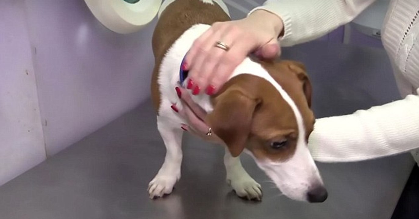 Russie : Une femme fait opérer son chiot pour qu'il ait les mêmes oreilles que le chien du film The Mask !