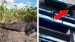 Floride : un alligator s'immisce dans le bateau de ces touristes !