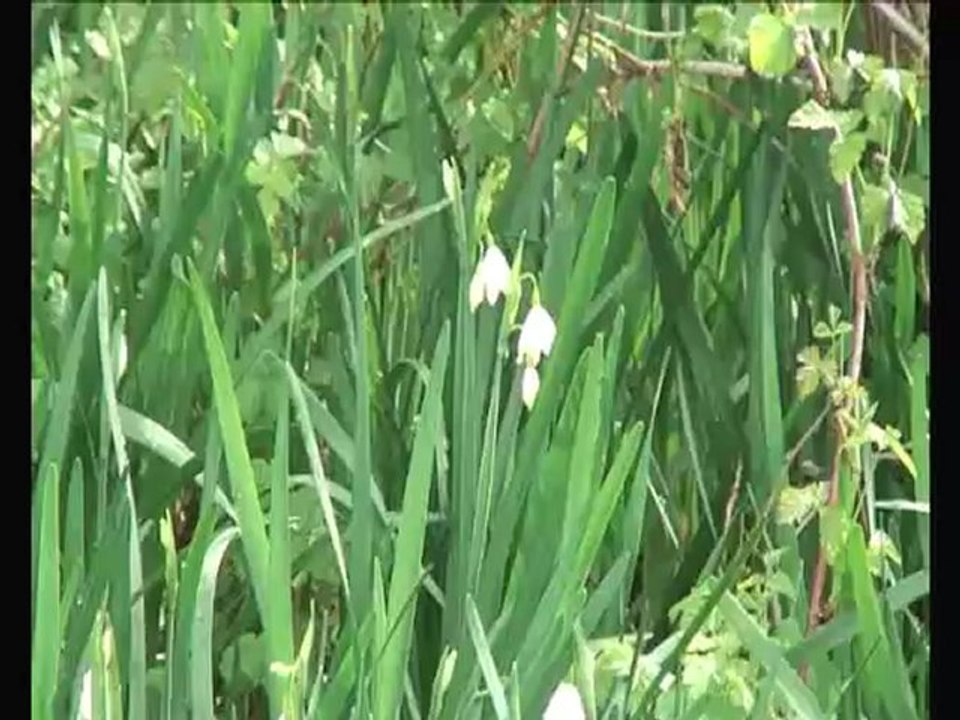 Réserve Léaucourt