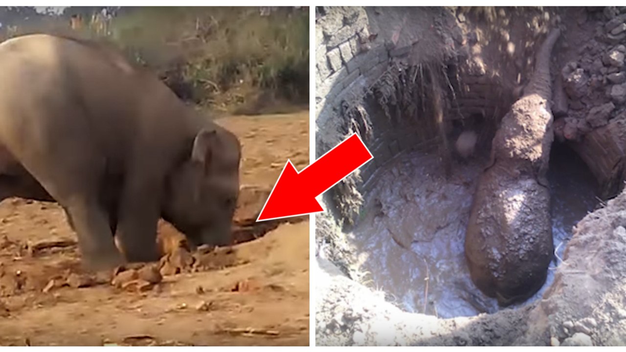Inde : Une éléphante tente l'impossible pour sauver son petit coincé dans un puits plein de boue