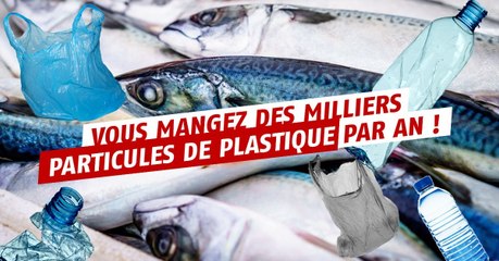 Consommateur de poissons, vous mangez des milliers de bouts de plastique par an !