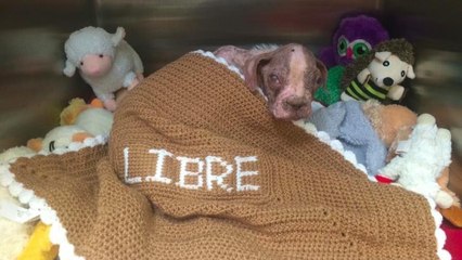 Une association sauve un chiot gravement malade et maltraité par son éleveur