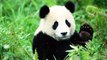 On sait enfin pourquoi les pandas ont un pelage en noir et blanc !
