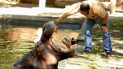 Salvador : Un hippopotame battu à mort dans un zoo plonge le pays dans un deuil national