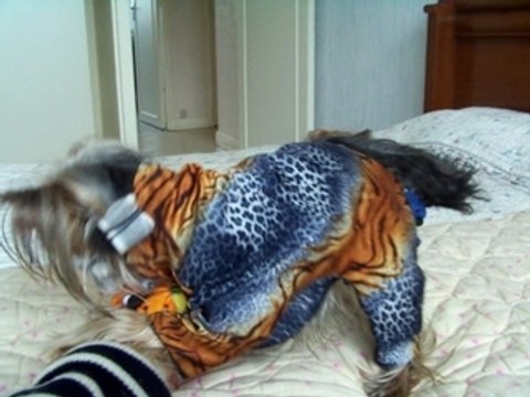 Amour 2 et ses 3 petits chiens