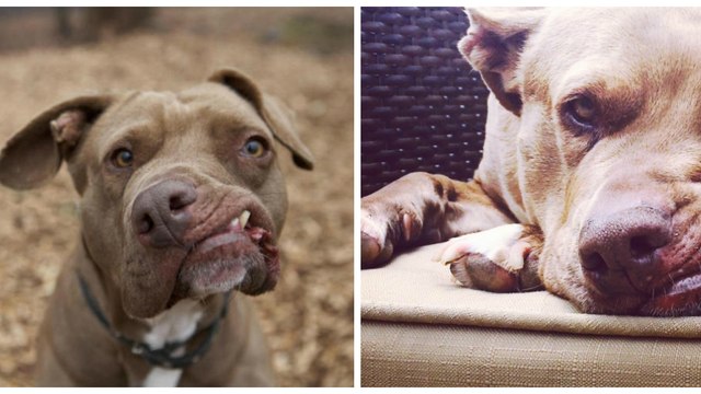 Une femme sauve une chienne défigurée après avoir été maltraitée par ses maîtres