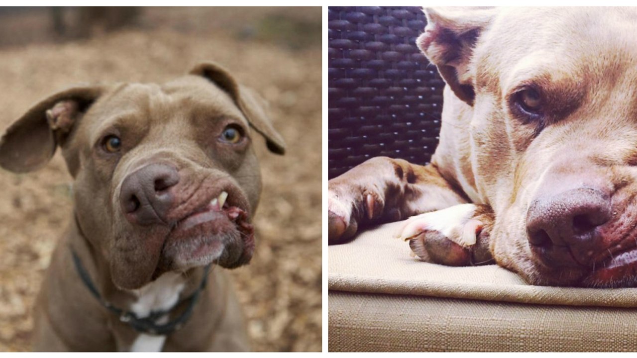 Une femme sauve une chienne défigurée après avoir été maltraitée par ses maîtres